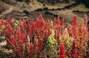 Trials are underway in various states to see if quinoa can be grown successfully in Australia.